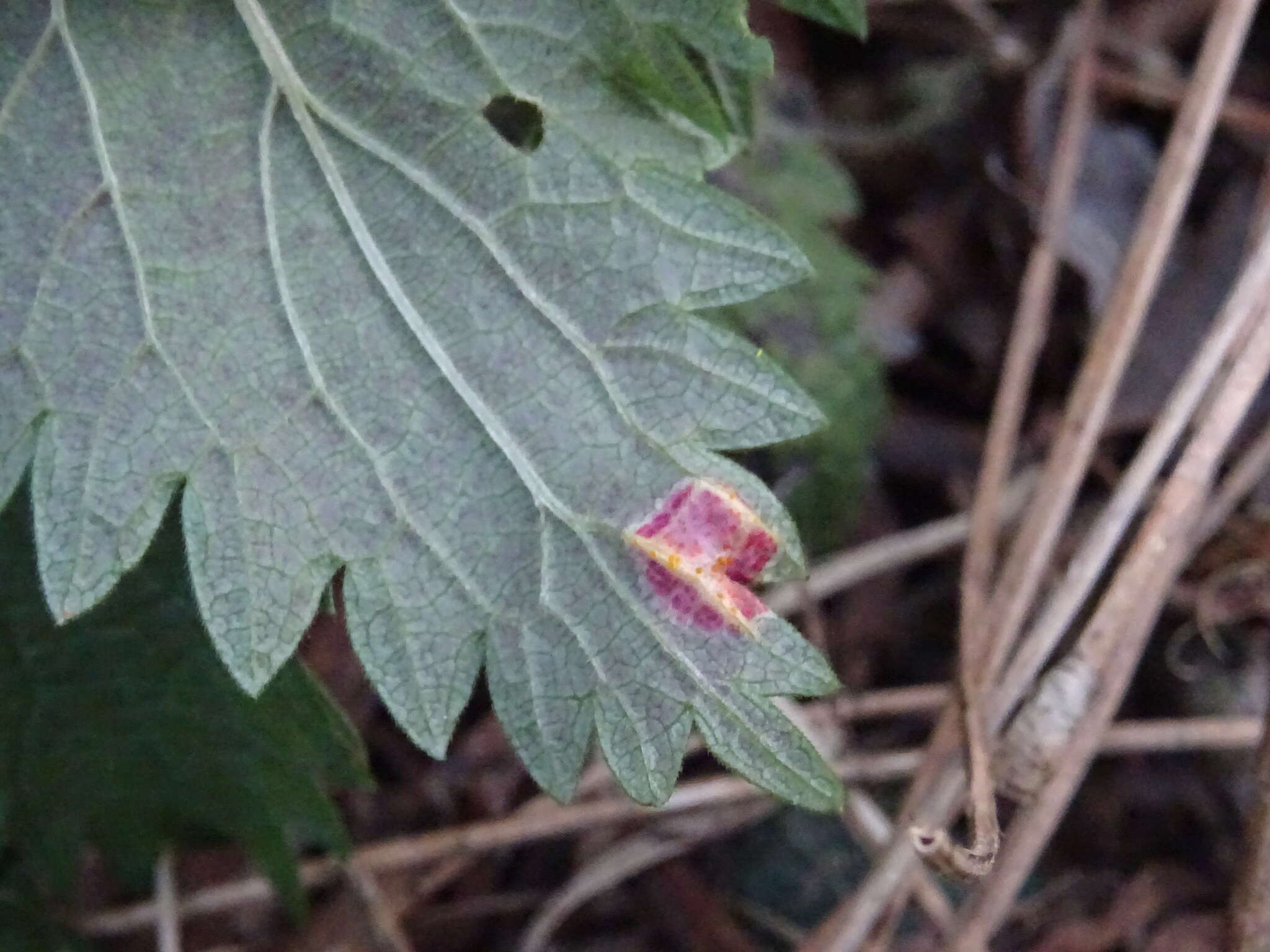 Image of nettle rust (fungus)