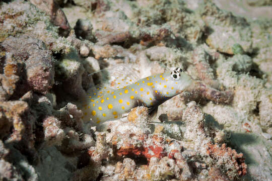 Image of Spotted prawn goby