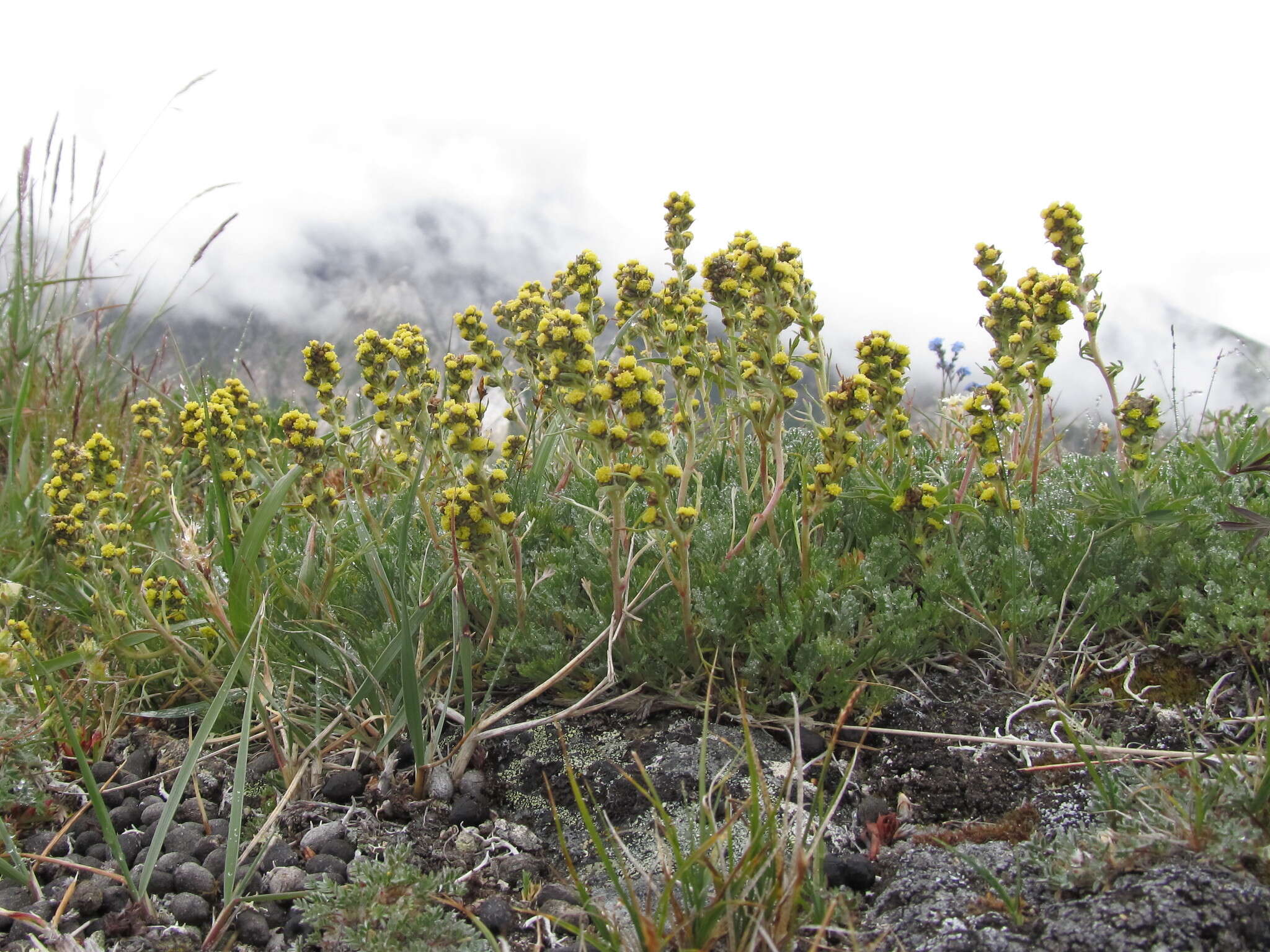 Image of forked wormwood