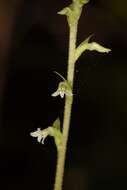 Image of Costa Rican lady's tresses