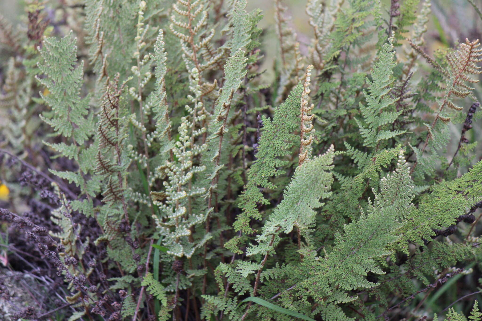 Image of Lopezia racemosa Cav.