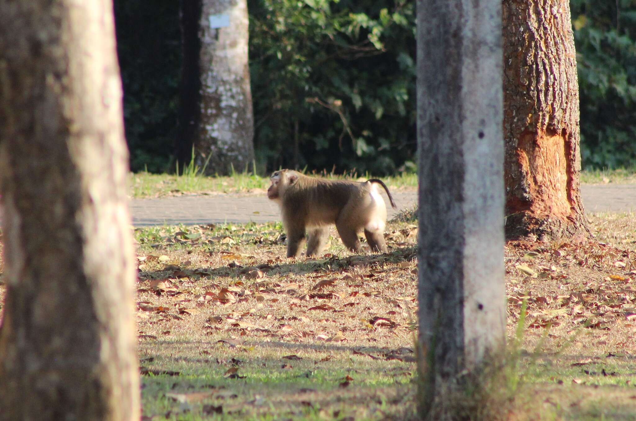 Image of Northern Pig-tailed Macaque