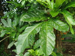 Image of Talisia macrophylla (C. Martius) Radlk.