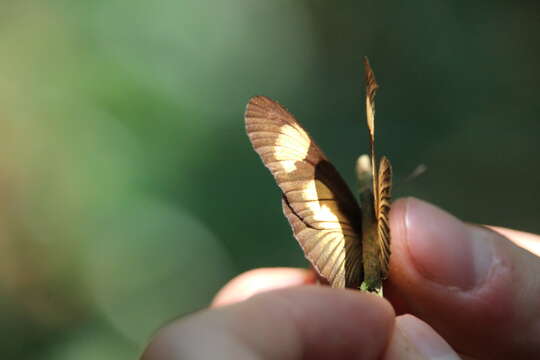 Image of <i>Acraea <i>jodutta</i></i> jodutta