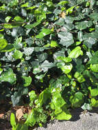 Image of English ivy