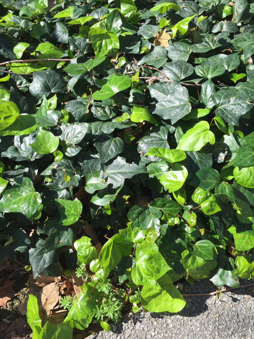 Image of English ivy