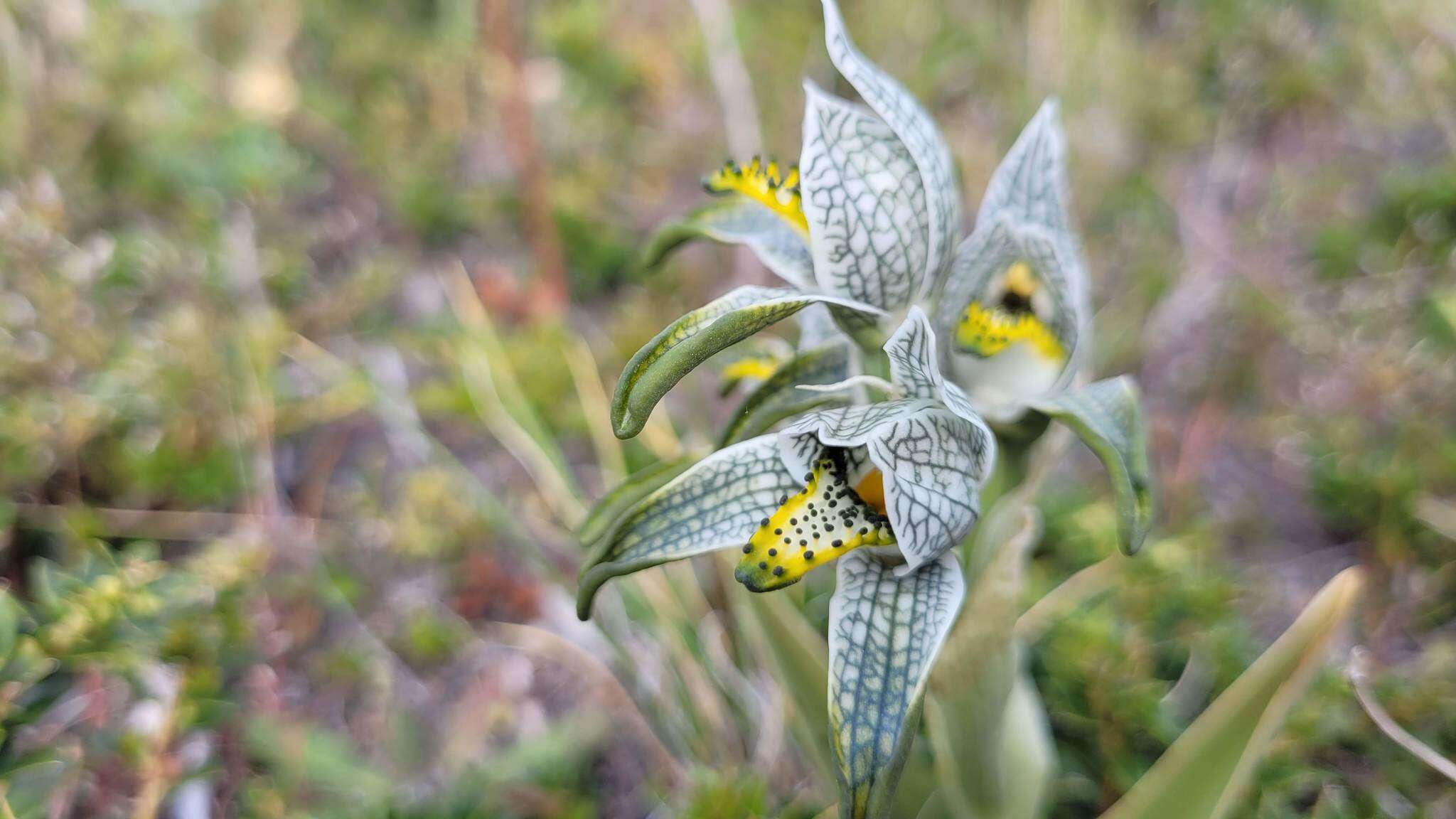 Plancia ëd Chloraea magellanica Hook. fil.