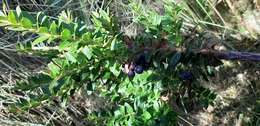 Image of Andean blueberry