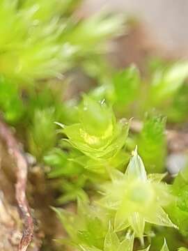 Image of Bryum gemmiferum R. Wilczek & Demaret 1976