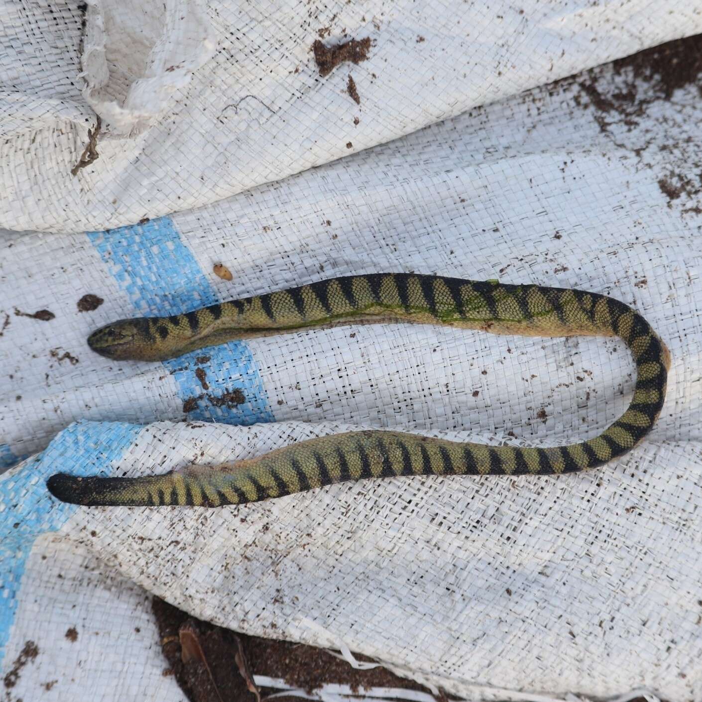 Image of Shaw's Sea Snake