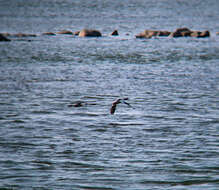 Image of Chinese Merganser