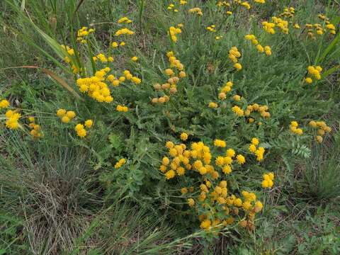 صورة Tanacetum millefolium (L.) Tzvel.