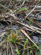 Image of Eriocaulon buergerianum Körn.