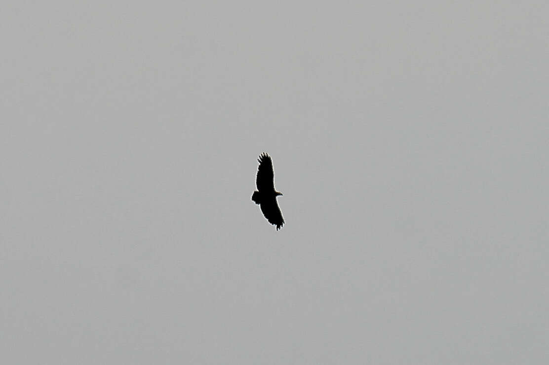 Image of Forest Fish Eagle