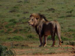 Image of Lion