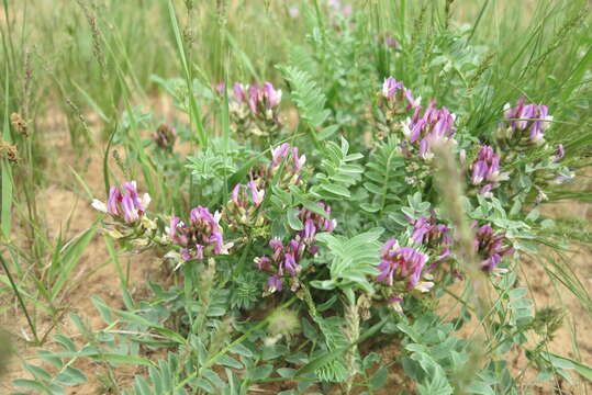 Imagem de Astragalus physodes L.