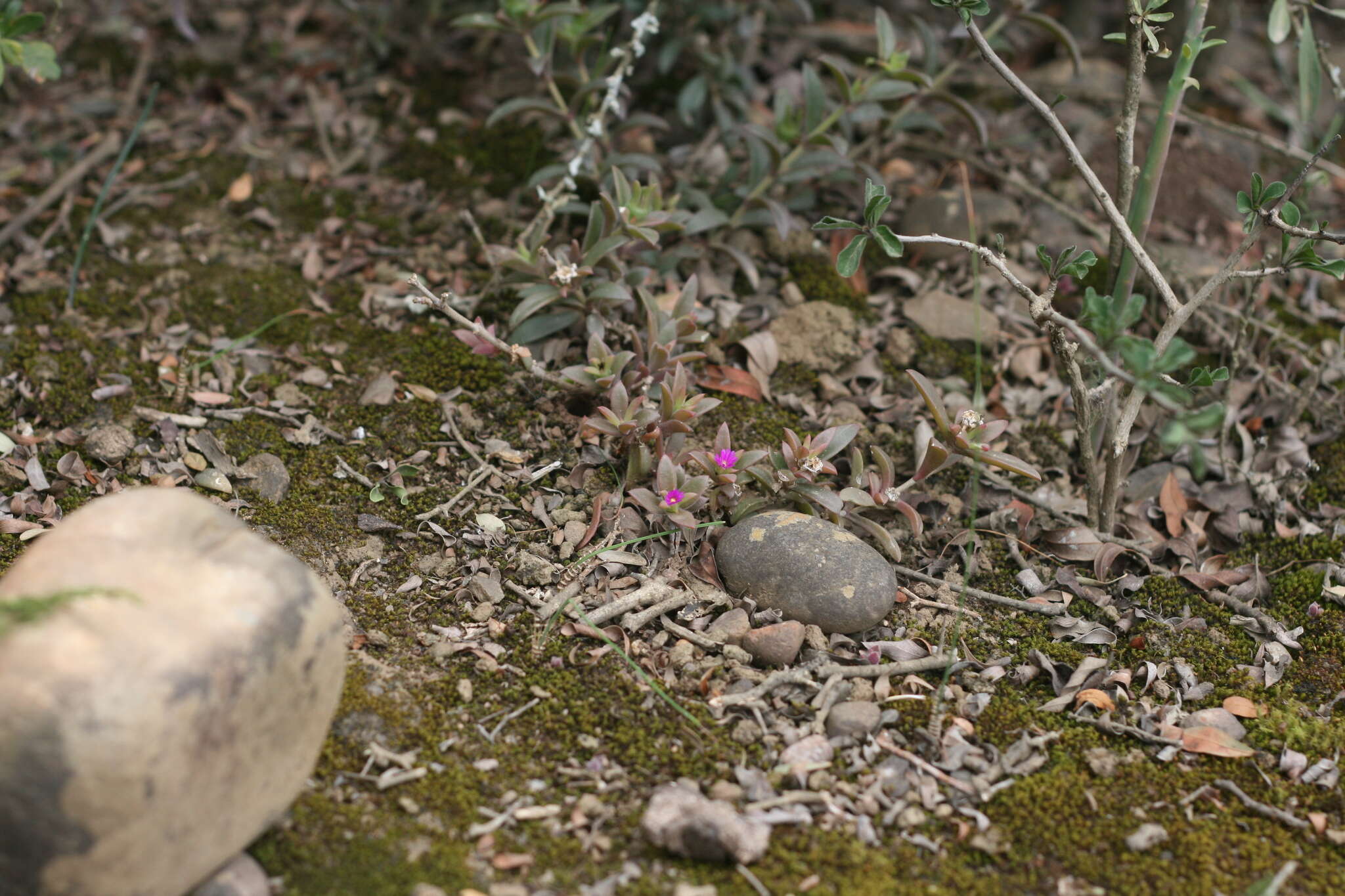 Image of Delosperma invalidum (N. E. Br.) N. E. K. Hartmann