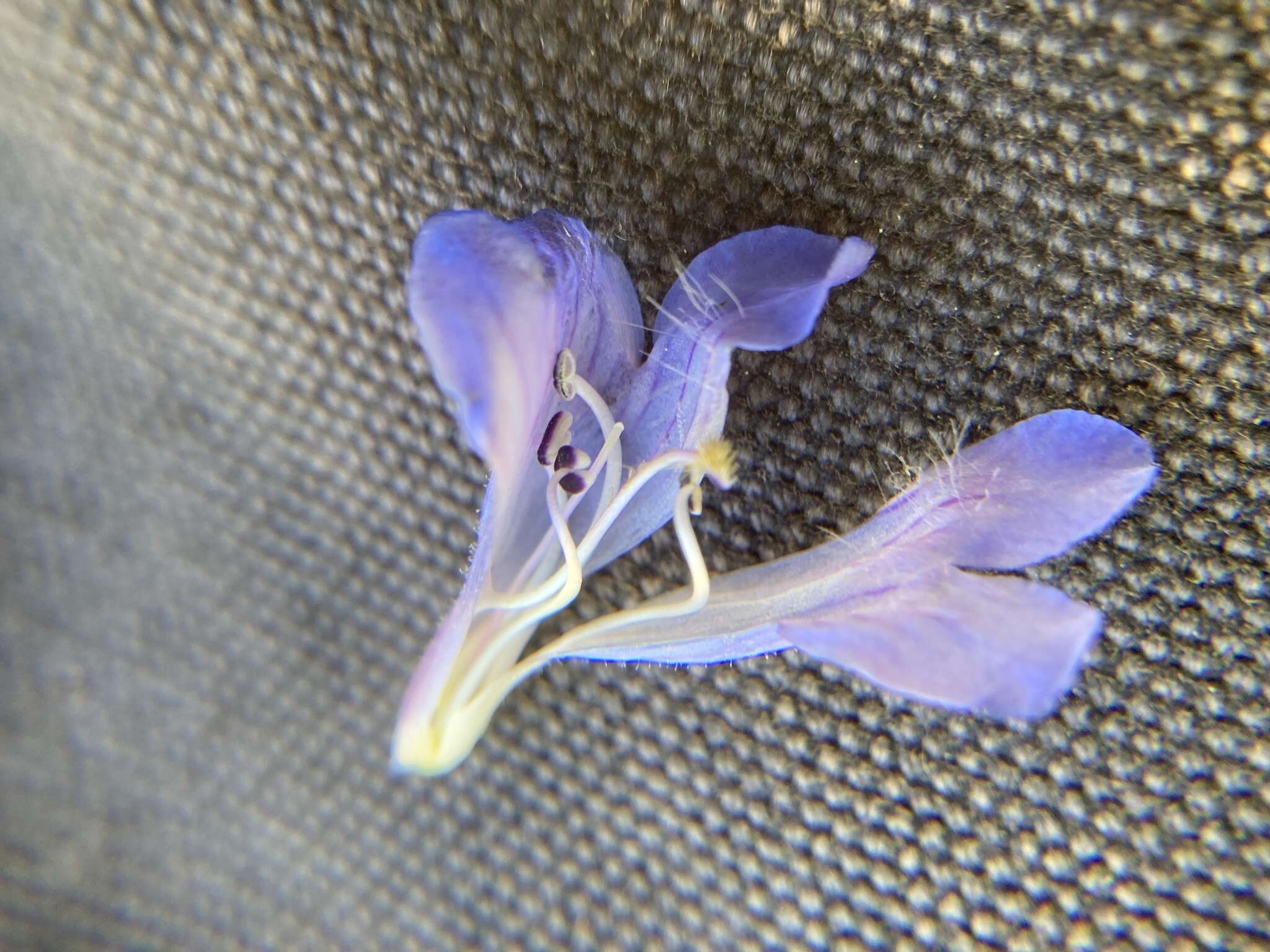 Plancia ëd Penstemon wilcoxii Rydb.