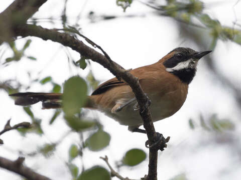 Image of White-whiskered Spinetail