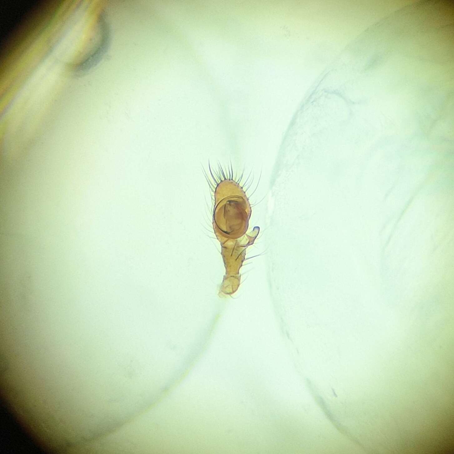 Image of Nesticella yanbeiensis Lin, Ballarin & Li 2016