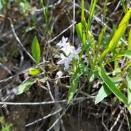 Image of Canadian summer bluet