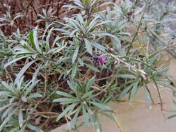 Image of Erysimum linifolium (Pers.) J. Gay