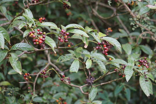 صورة Psychotria carthagenensis Jacq.