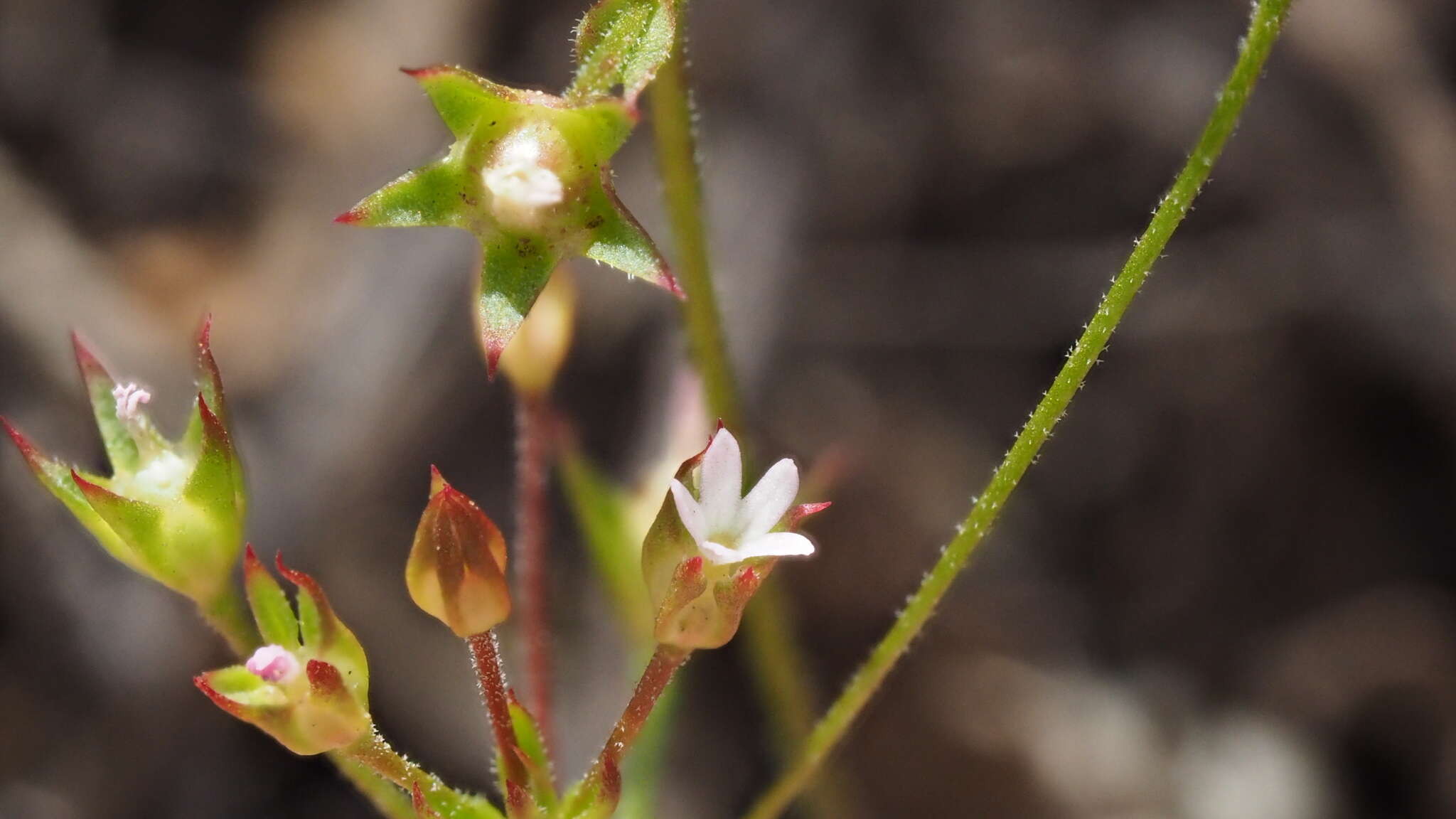 Plancia ëd Androsace elongata subsp. acuta (Greene) G. T. Robbins