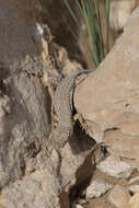 Image of Mount Sinai Lizard