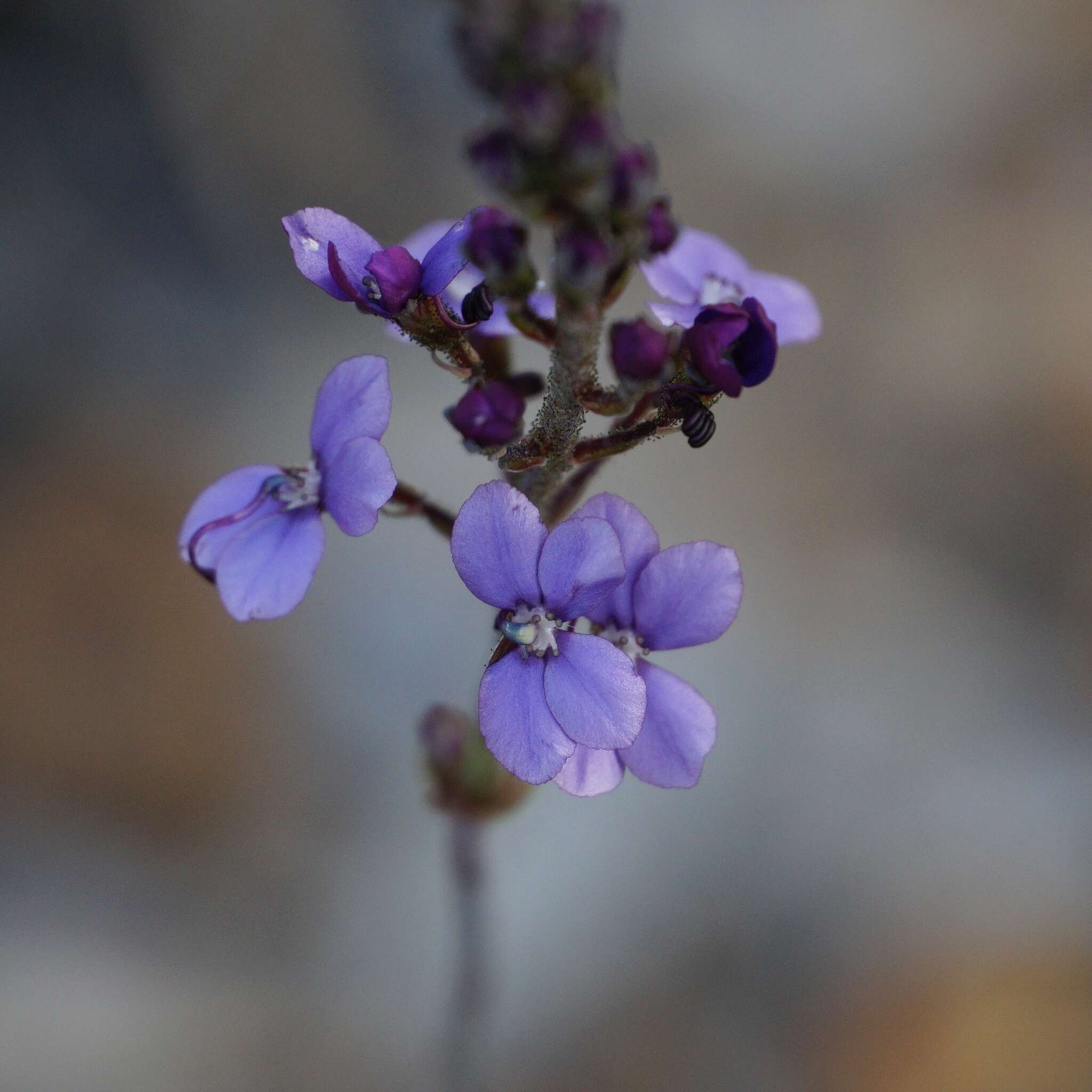 Image de Stylidium amoenum R. Br.