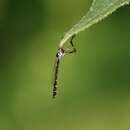 Image of Beameromyia disfascia Martin 1957