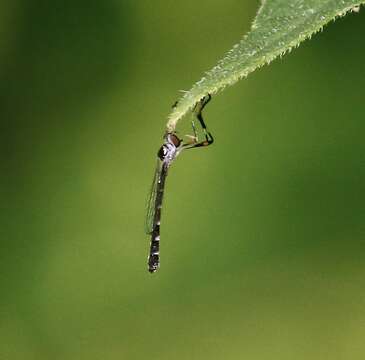 Image of Beameromyia