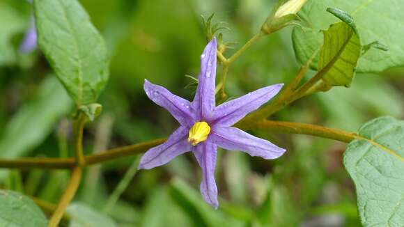 Слика од Solanum paludosum Moric.