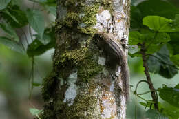 Image of Alexander's Bush Squirrel