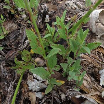 Image of Salvia prunelloides Kunth