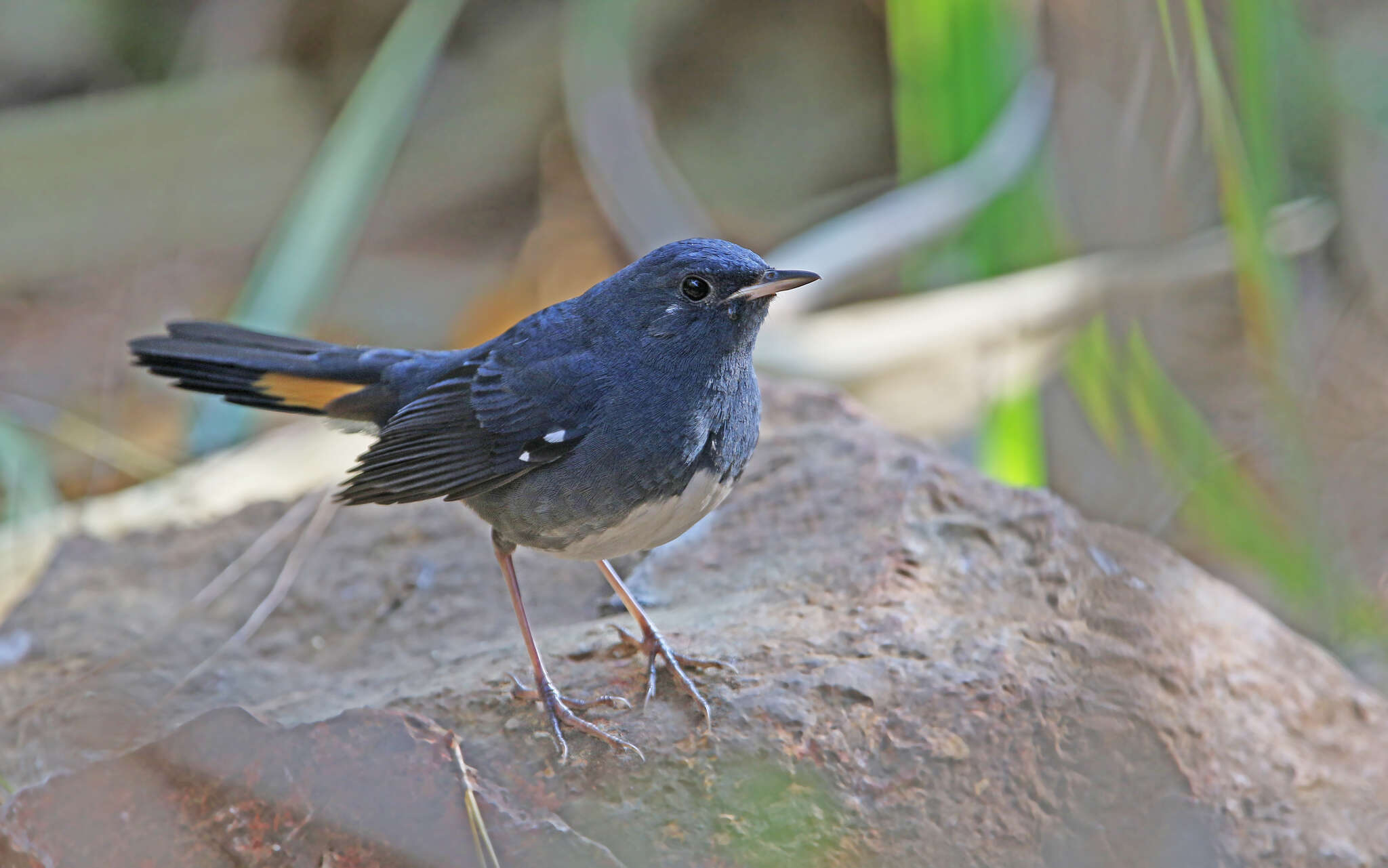 Image of White-bellied Redstart