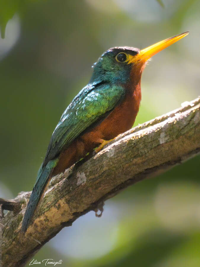 Image of Blue-cheeked Jacamar