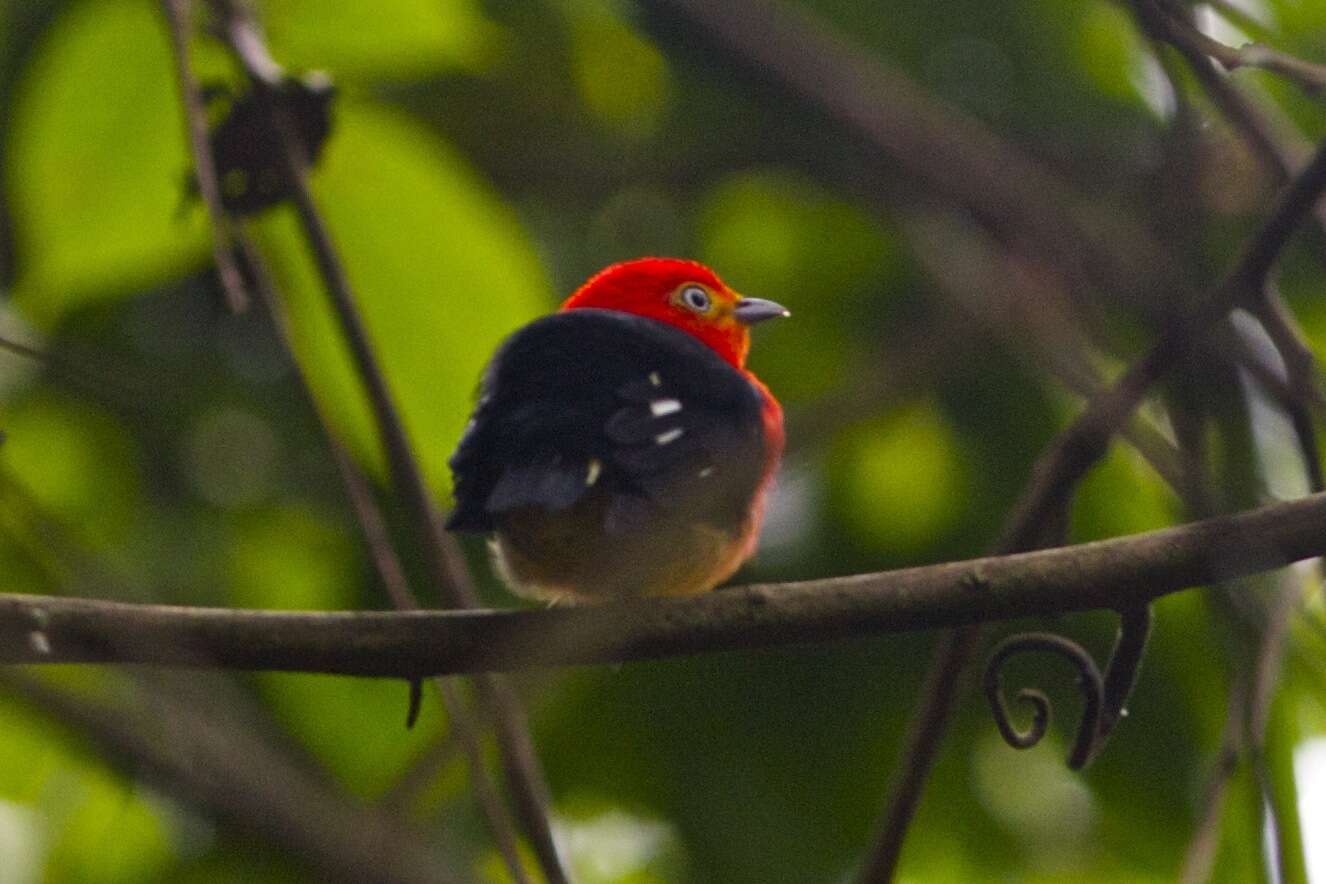 Image of Band-tailed Manakin