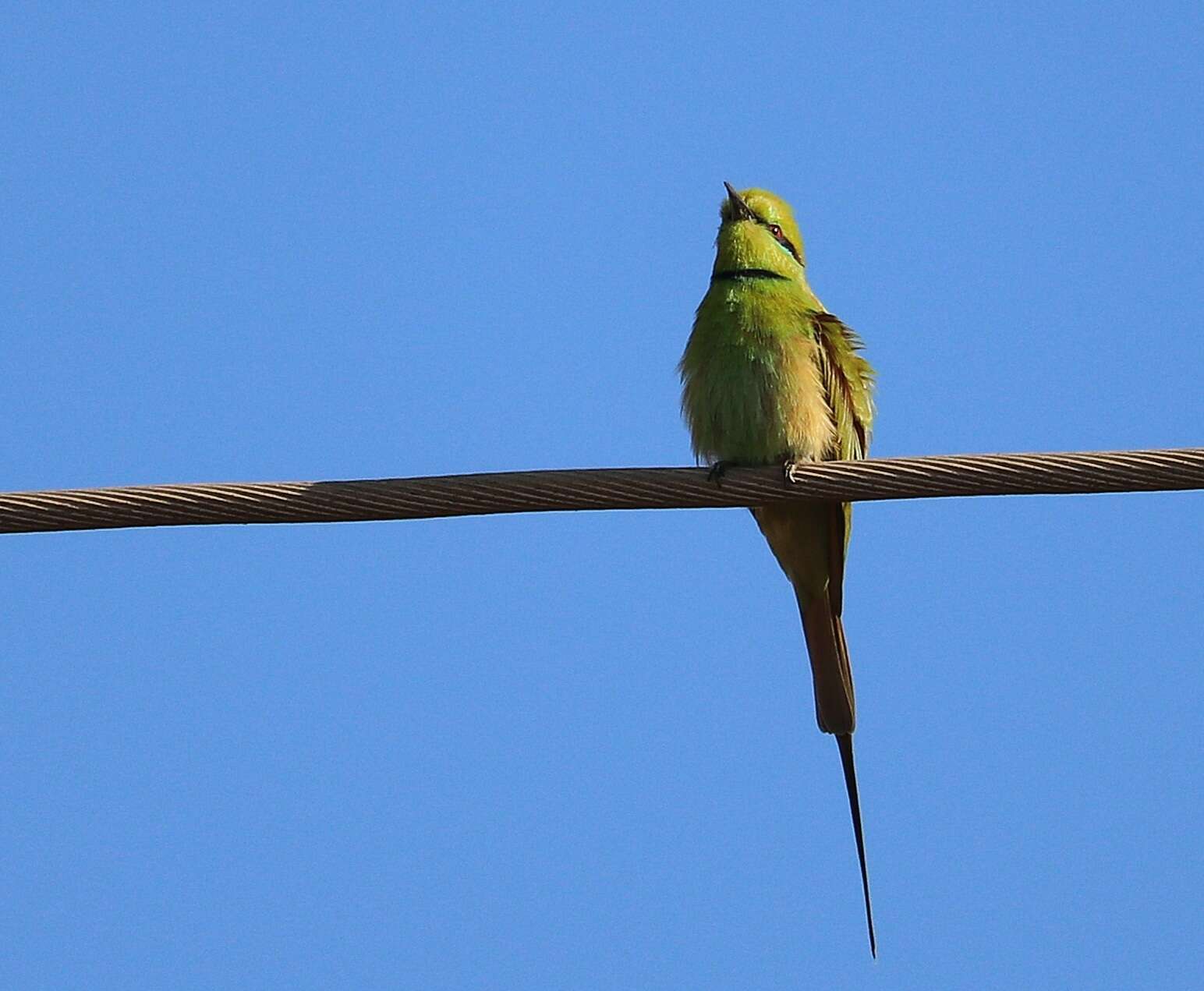 Image of African Green Bee-eater