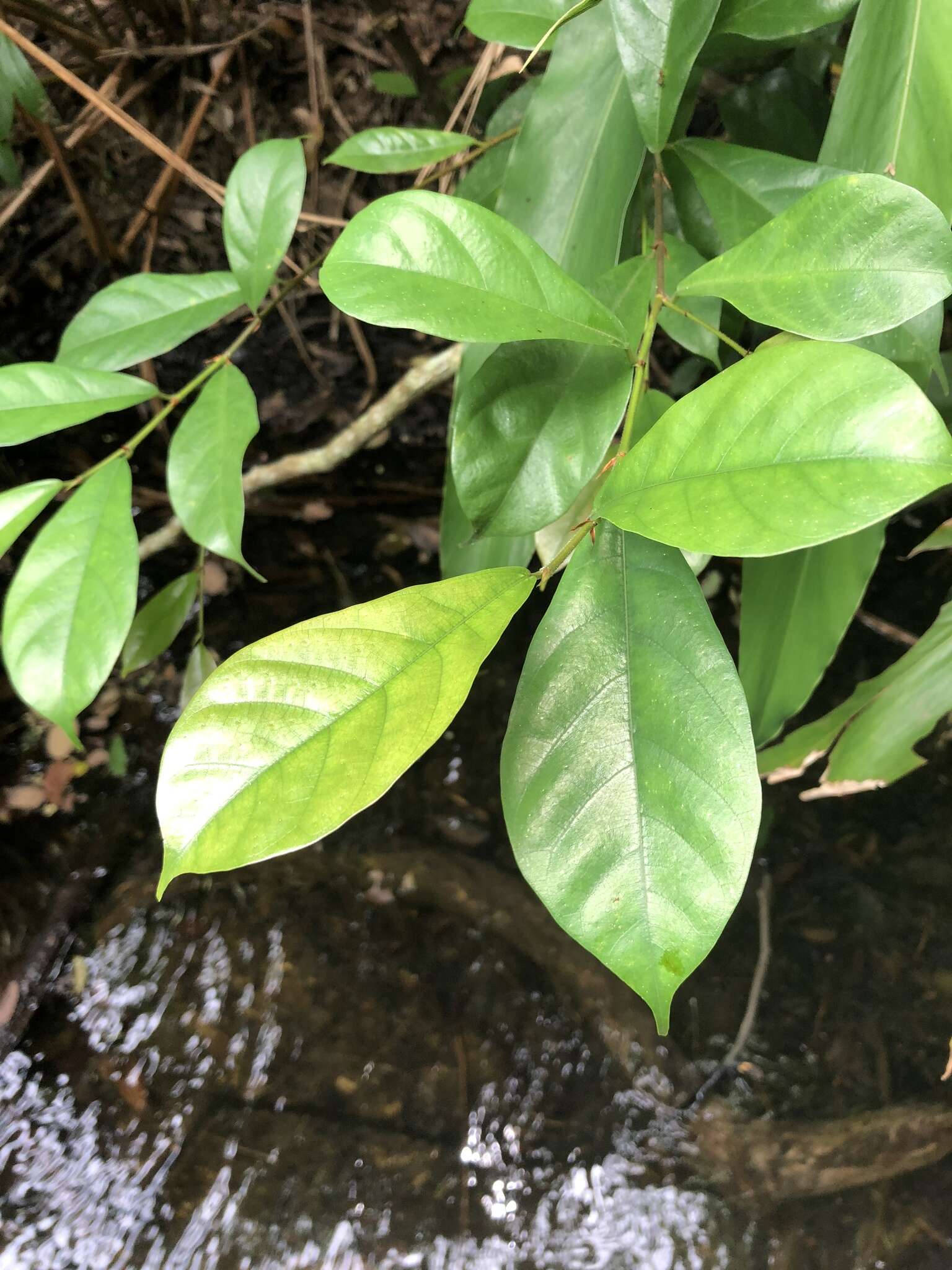 صورة Ficus vasculosa Wall. ex Miq.