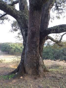 Imagem de Quercus crassipes Bonpl.