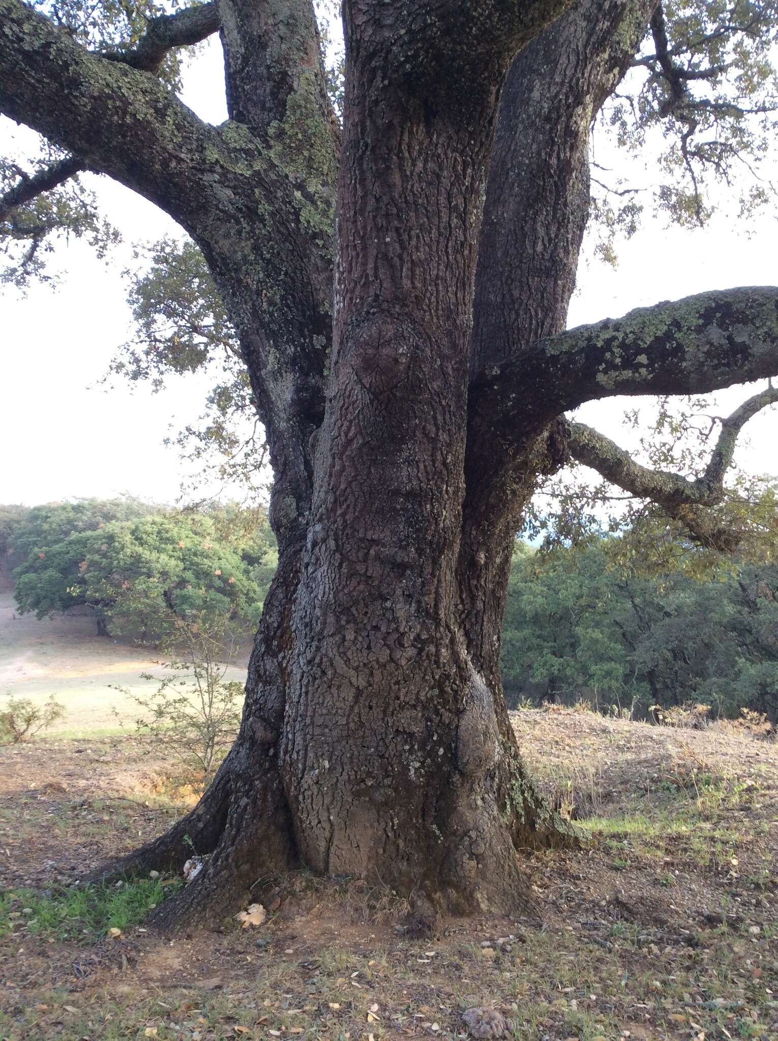 Image of Quercus crassipes Bonpl.