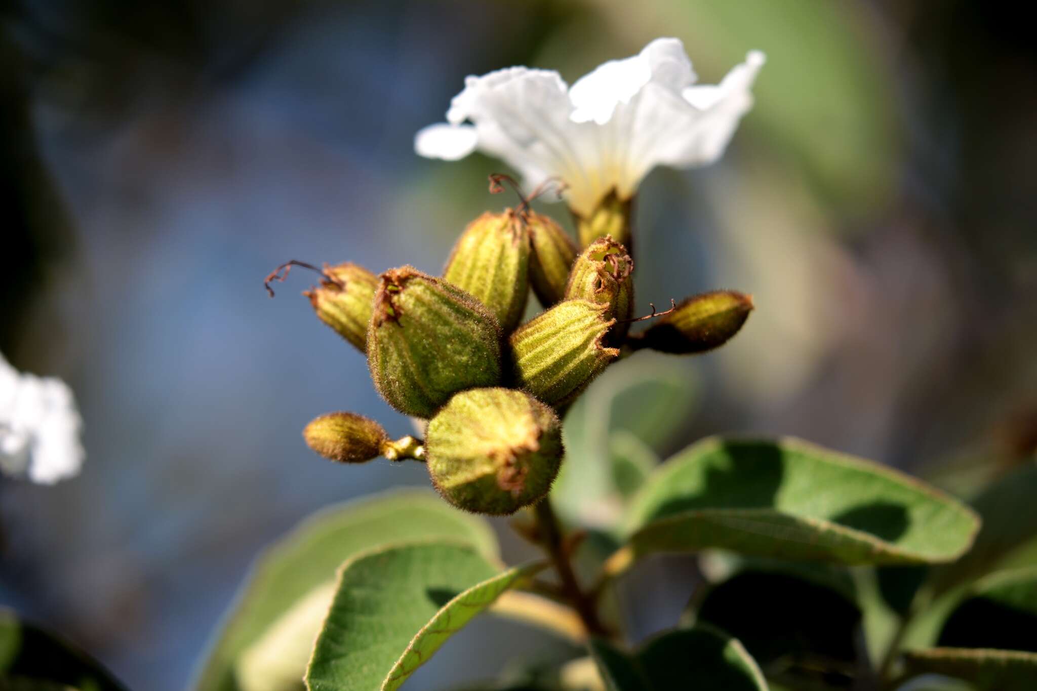 Image de Cordia boissieri A. DC.