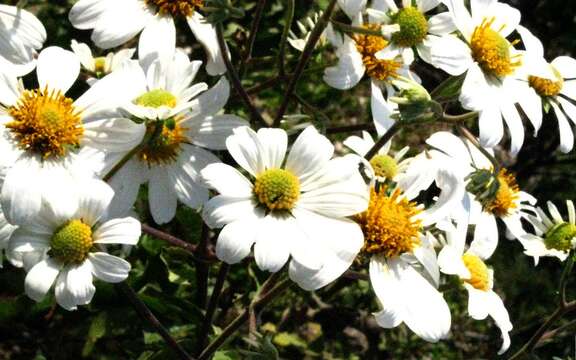 Image of Daisy tree