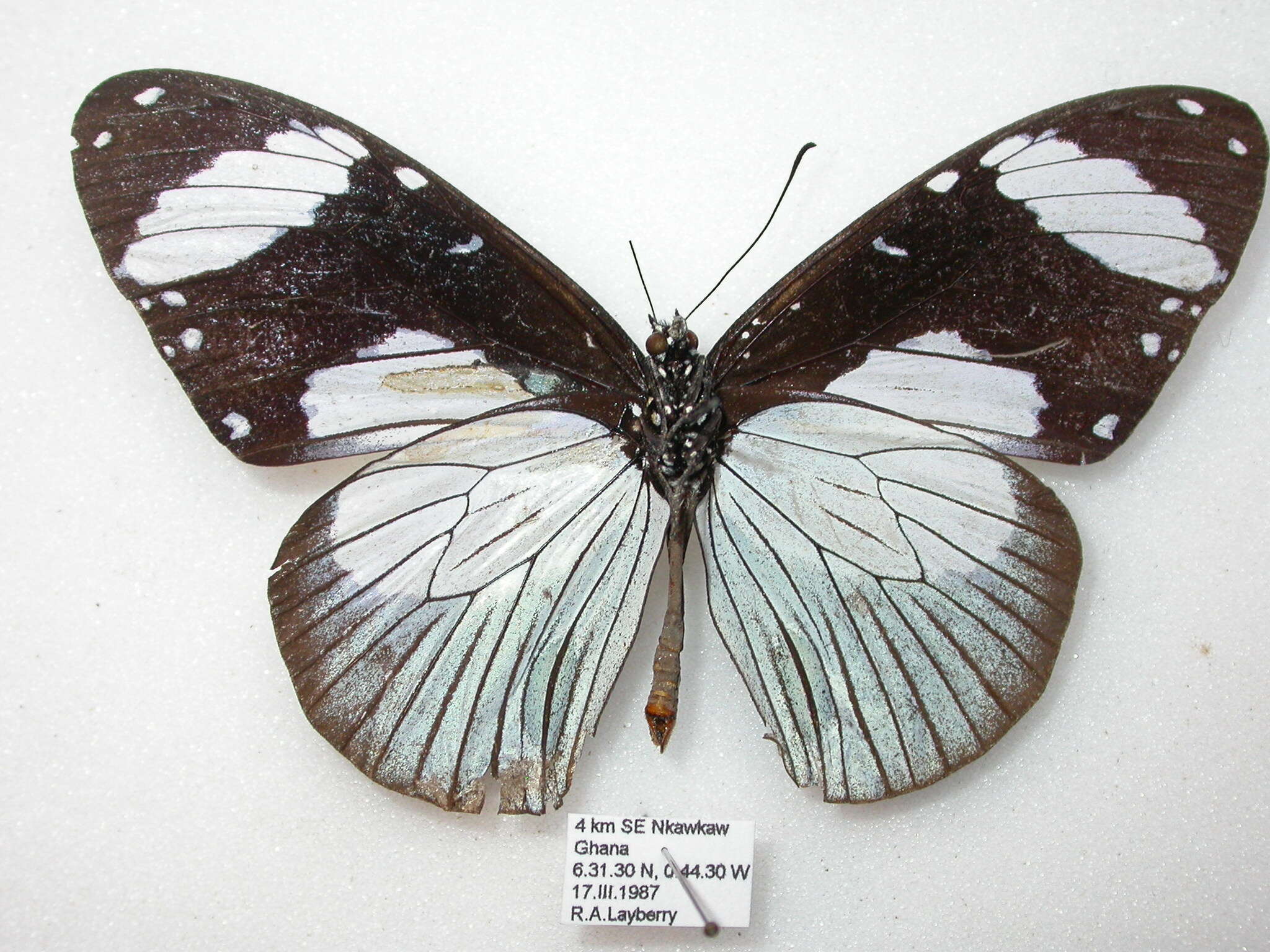 Image de Amauris niavius Linnaeus 1758