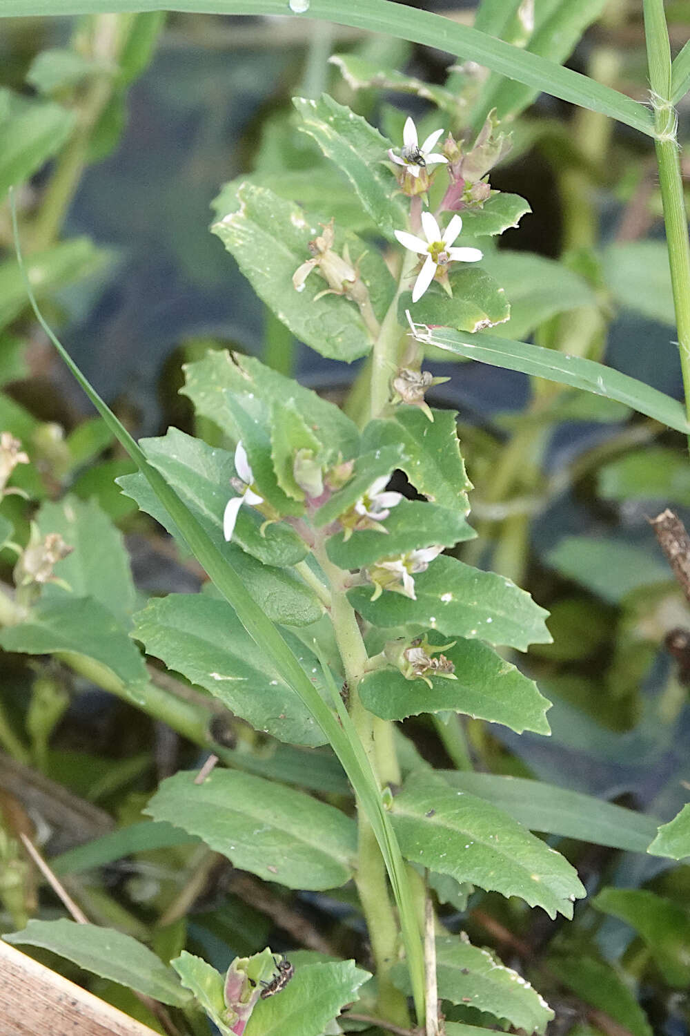 Image of Lobelia concolor R. Br.