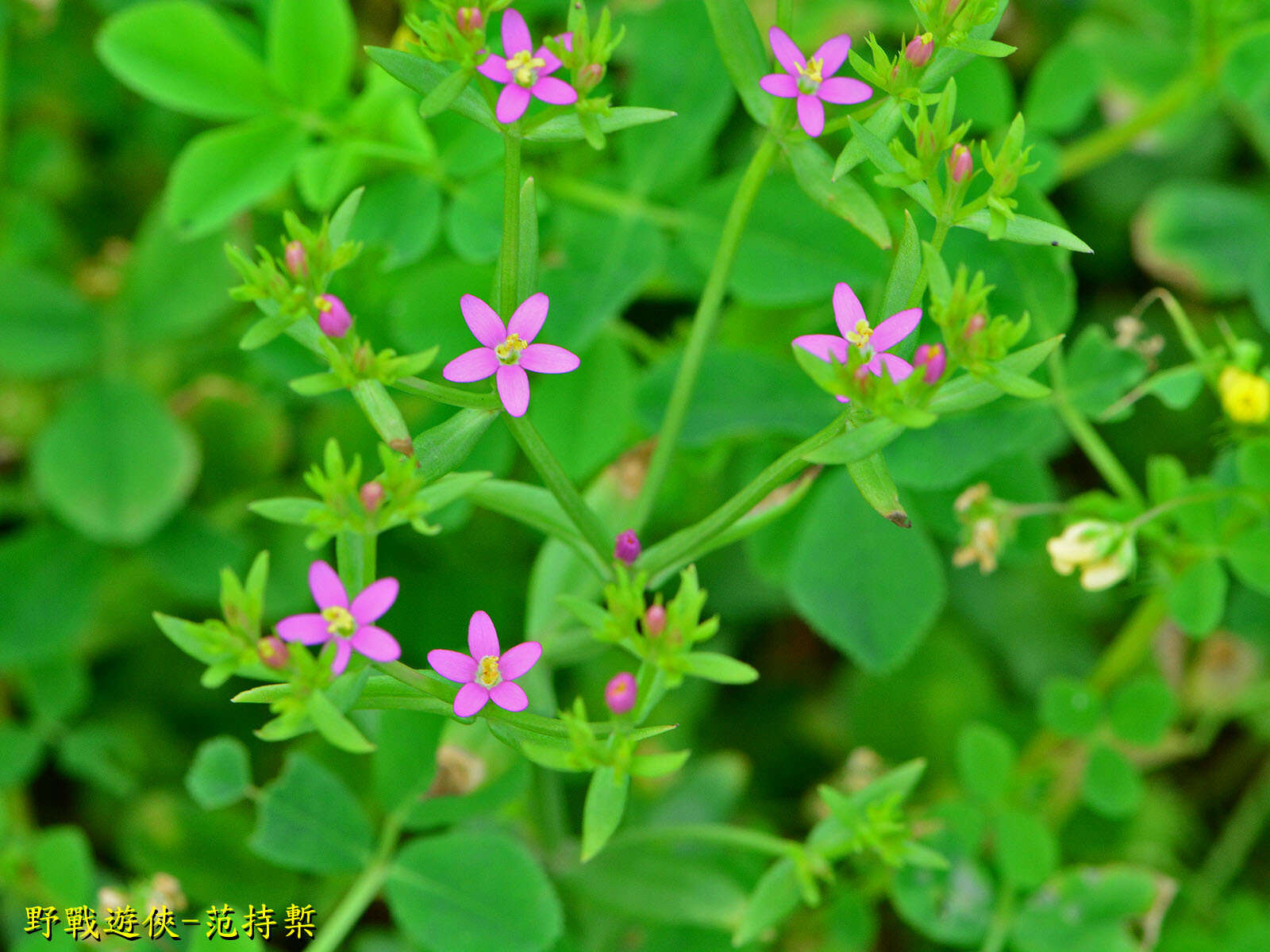 Image of Centaurium pulchellum var. altaicum (Griseb.) Kitagawa & H. Hara