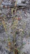 Image of Eragrostis boinensis A. Camus