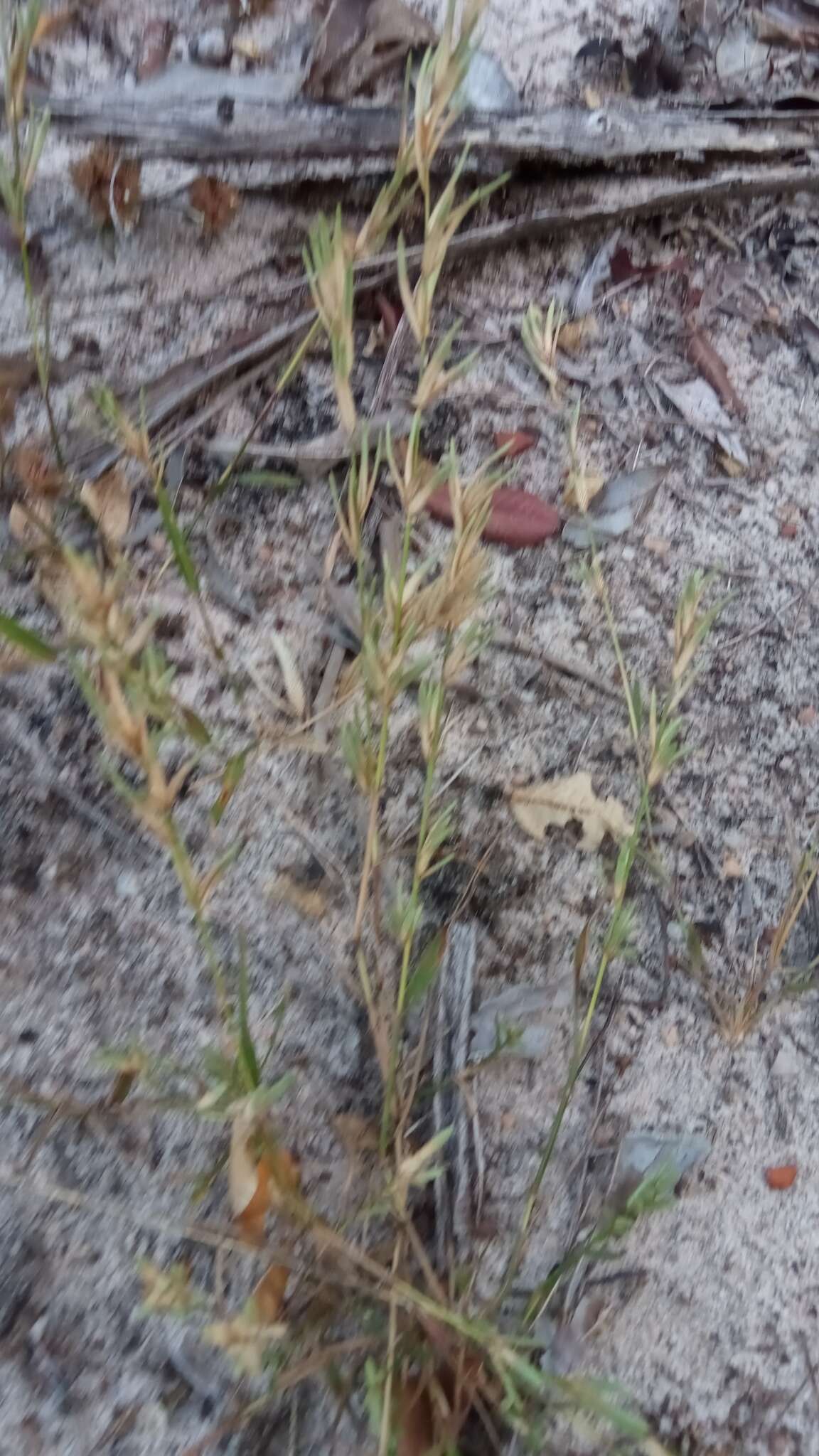 Image of Eragrostis boinensis A. Camus