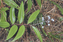 Image de Maianthemum paniculatum (M. Martens & Galeotti) La Frankie